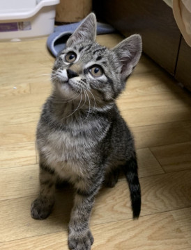 穏やか美形キジトラちゃん