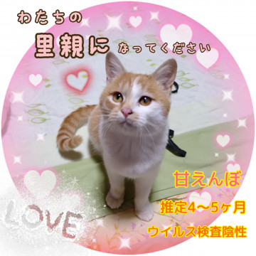 丸顔かわいい茶白のおんなのこ