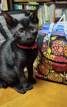 可愛い黒猫ちゃん 生後約3ヶ月