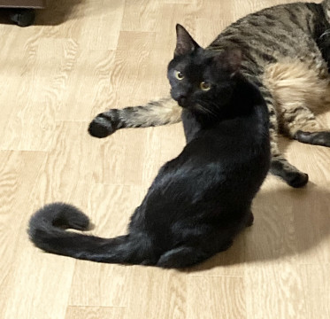 ★可愛い★生後6か月の黒猫、おとなしい