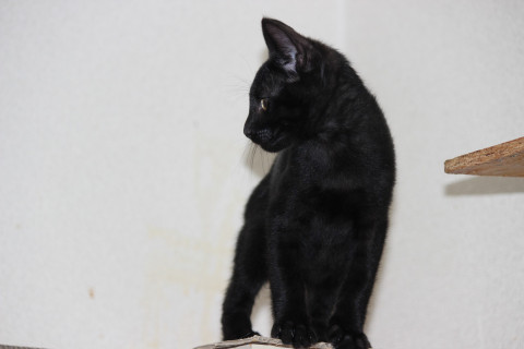 生後約3ヶ月の黒猫ちゃん
