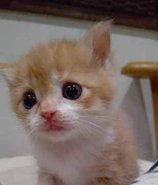 たれ目が可愛い茶白の男の子