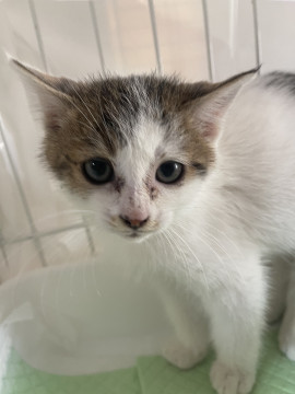 ほわほわ毛のまんまるマシュマロちゃん