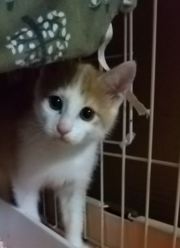 可愛い茶白ちゃん
