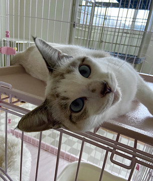 性格ハナマルなレオくんです❗️