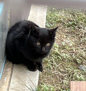 可愛い黒猫ちゃんです