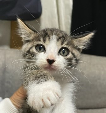 ふわふわ毛並みのキジ白ちゃん里親募集