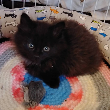 黒いライオン ジョーくん