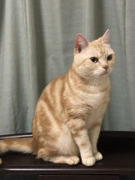 ステキな美猫のオッジくん
