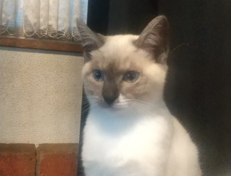 青い瞳のシャム系少女