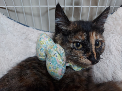 サビ猫こねこちゃん