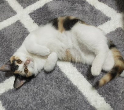 三毛猫のきなこです!