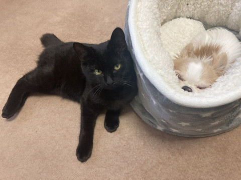 ふわふわ丸顔の可愛い黒猫くん