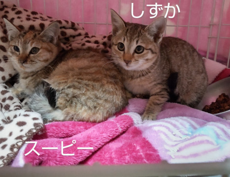 3ヶ月の美猫姉妹