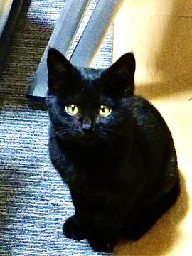 可愛い黒猫ちゃん