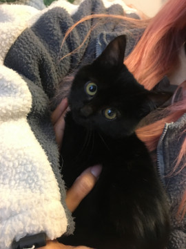 黒猫ちゃん