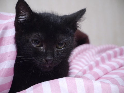 生後2ヶ月の黒子猫・女の子