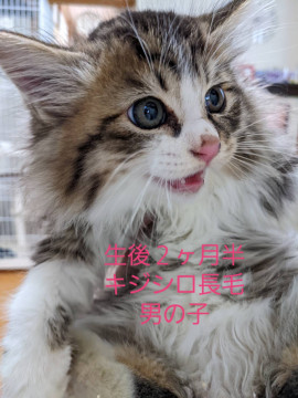 ゴージャスキジシロくん