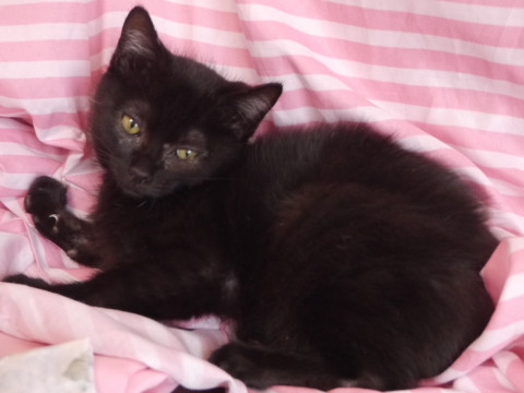 2ヶ月のかわいい黒猫女の子