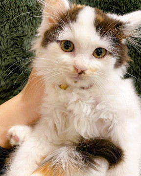 長毛の三毛猫