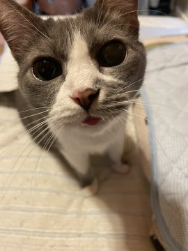 美人のグレー猫ちゃん