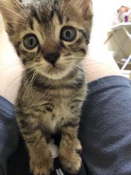 猫の兄弟!
