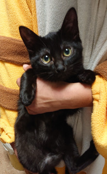 つやつやな黒ねこ はくぼたんちゃん
