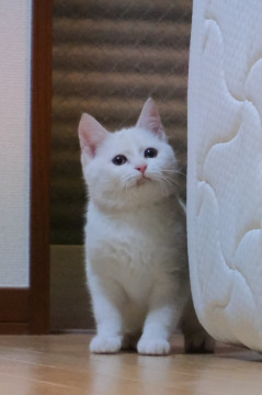 ぬいぐるみ⁉️可愛すぎる白猫なつめ
