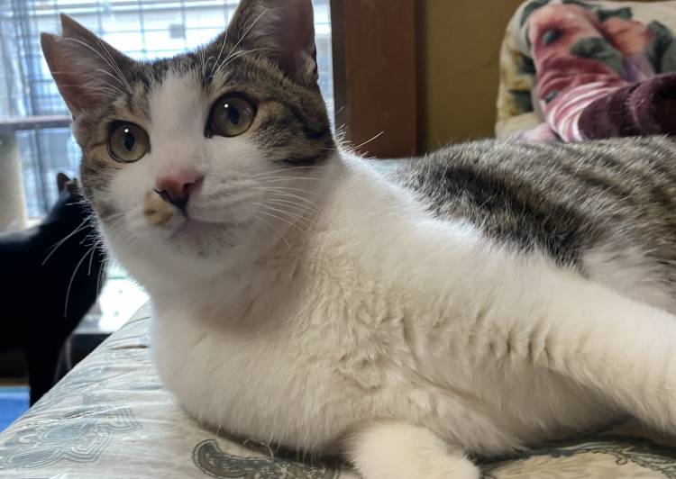 千葉県 優しい性格のキジ白 後ろ足の骨折後遺症 猫の里親募集 ネコジルシ