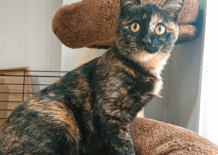 福岡県の猫の里親募集 北九州市 ネコジルシ