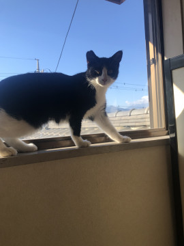 甘えん坊で食いしん坊な猫さん♡