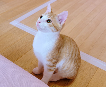 性格ハナマル♡人を笑顔にしてくれる子です