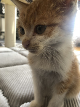 2.3ヶ月のオスの子猫です