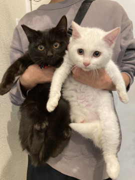 ふわふわ王子兄弟②くろねこクルト