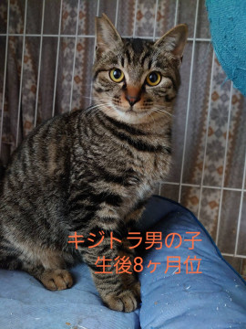 可愛いお喋りなキジトラくん