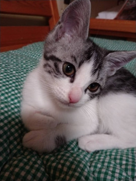 美猫!ちょっとシャイなふーこちゃん