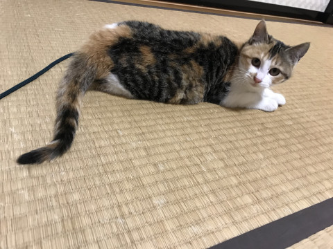 甘えん坊の三毛ちゃん