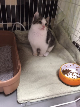 お外で必死に生きてきた子猫