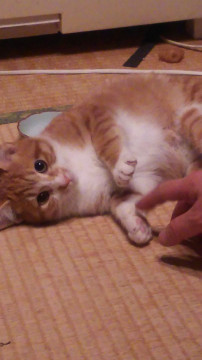 ぽよぽよんのぽよ