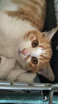 茶白の可愛い雄猫