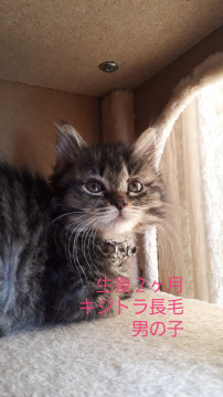 甘えん坊のやんちゃ坊主