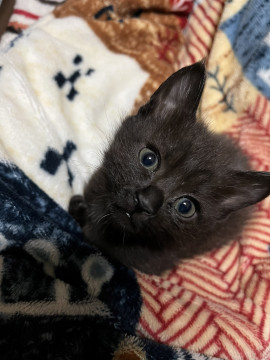 前足に先天性ハンデありのかわい黒猫ちゃん