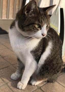 人懐こい猫ちゃん♪