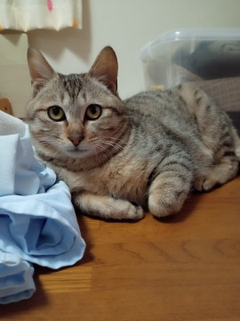 甘えん坊のきじとらちゃん
