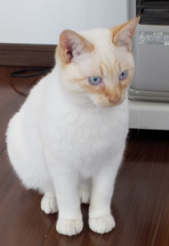 茶白、青い目の保護猫さんです。