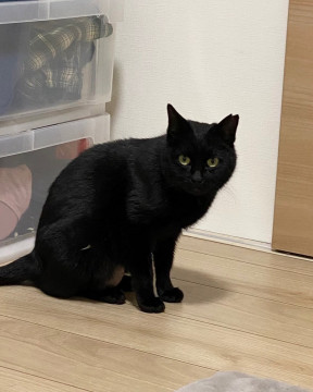 可愛い〰幸運の黒猫ちゃん　避妊手術済み