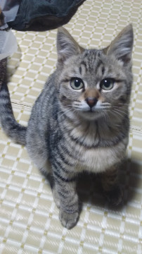 好奇心旺盛な子猫ちゃん