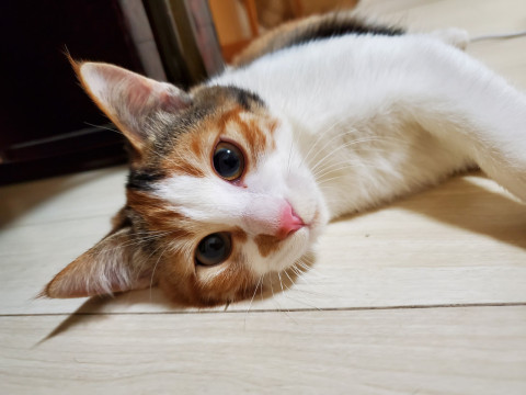 【再募集】縞三毛猫の女の子❤美人さんです