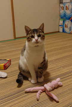 シロキジ(とらお君)