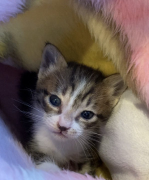小さな子猫
